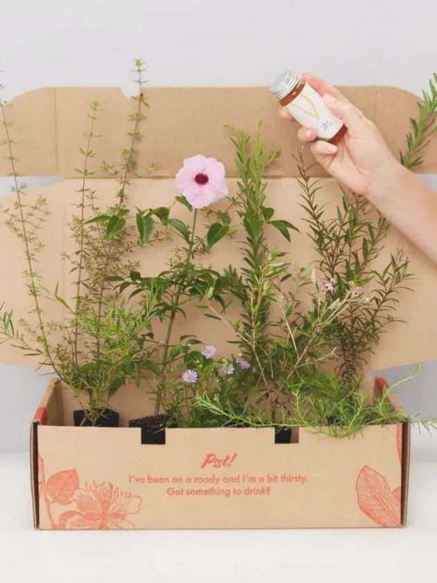 Plants in a Sustainable Gift Box