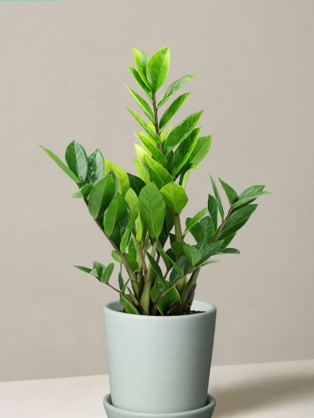 Easy-Care Indoor Plants
